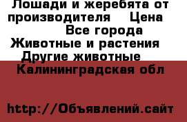 Лошади и жеребята от производителя. › Цена ­ 120 - Все города Животные и растения » Другие животные   . Калининградская обл.